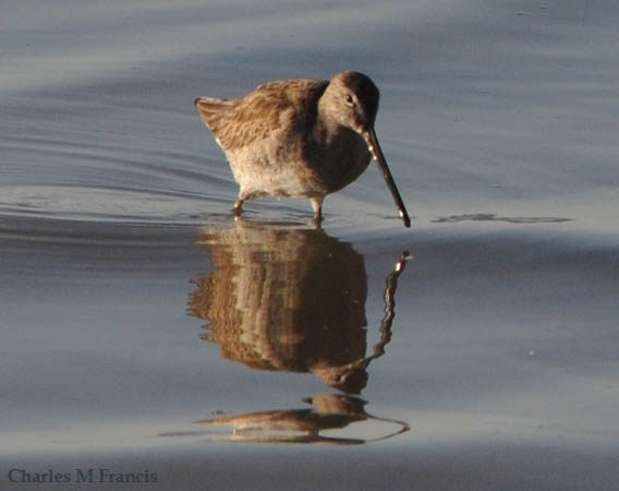 Photo (6): Long-billed Dowitcher