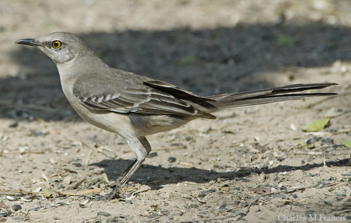 Photo (6): Northern Mockingbird