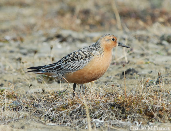 Photo (3): Red Knot