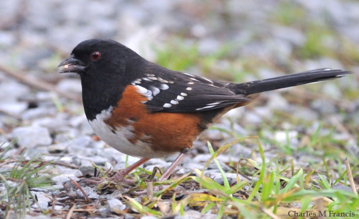 Photo (7): Spotted Towhee