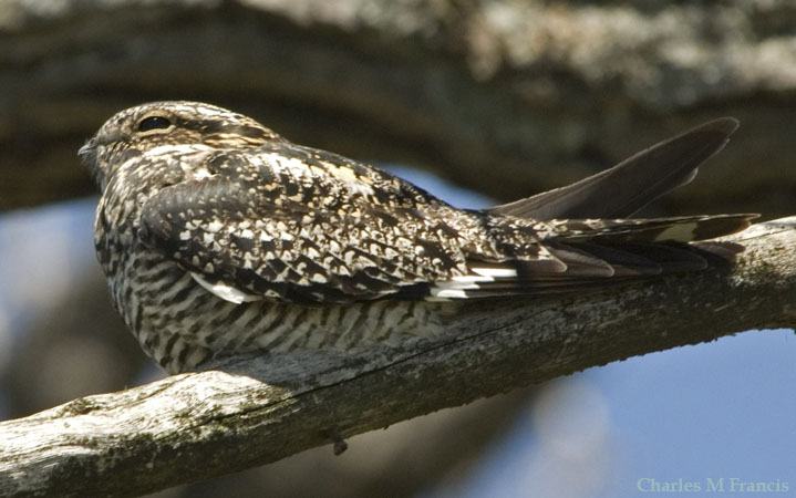 Photo (5): Common Nighthawk