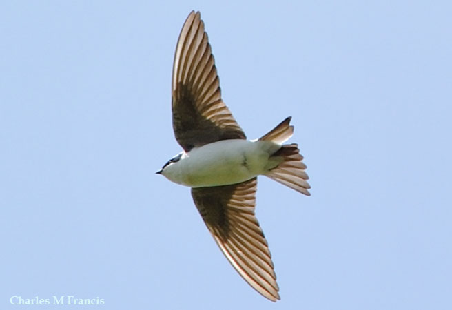 Photo (12): Tree Swallow
