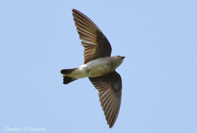 Photo (5): Northern Rough-winged Swallow