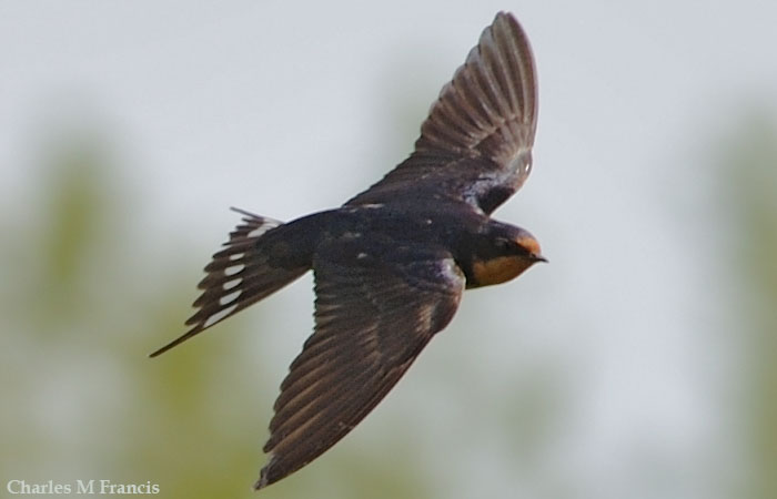 Photo (4): Barn Swallow