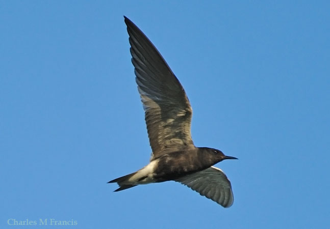 Photo (2): Black Tern