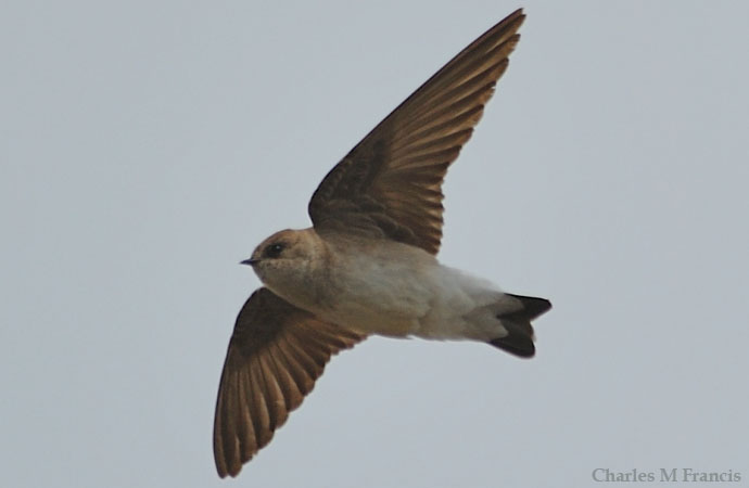 Photo (1): Northern Rough-winged Swallow