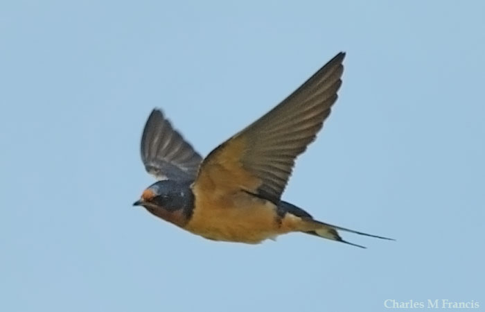 Photo (11): Barn Swallow