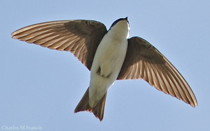 Photo (2): Tree Swallow