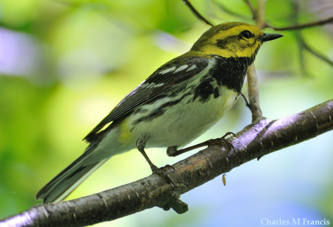 Photo (5): Black-throated Green Warbler