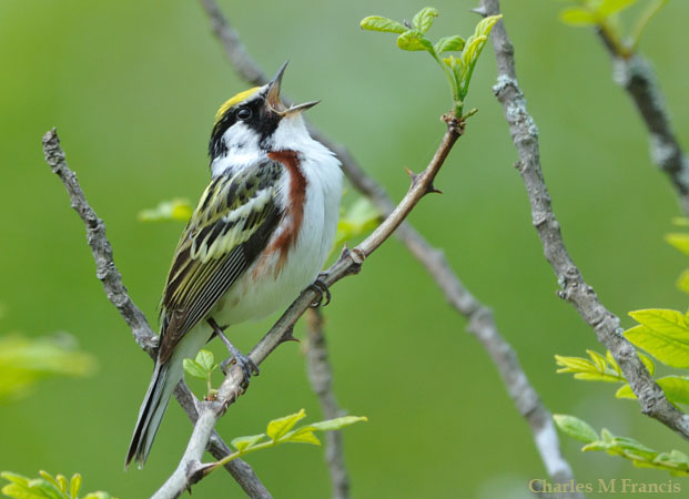 Photo (1): Chestnut-sided Warbler