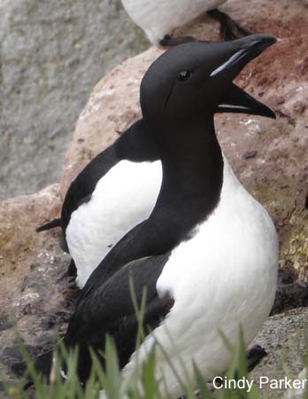 Photo (1): Thick-billed Murre