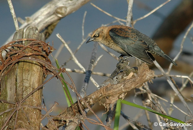 Photo (12): Rusty Blackbird