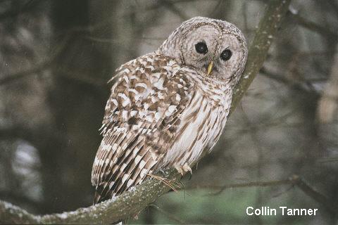 Photo (1): Barred Owl
