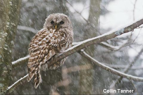 Photo (5): Barred Owl