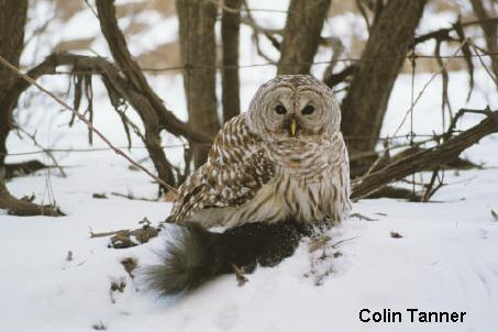 Photo (8): Barred Owl