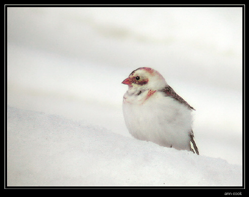Photo (8): Snow Bunting