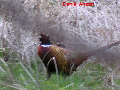 Photo (4): Ring-necked Pheasant