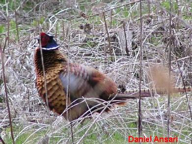 Photo (5): Ring-necked Pheasant