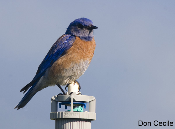 Photo (14): Western Bluebird