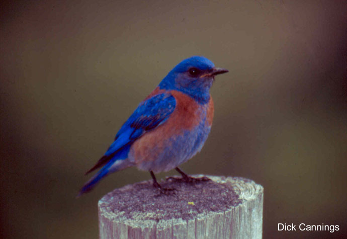 Photo (17): Western Bluebird