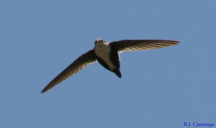 Photo (2): White-throated Swift