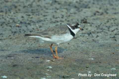 Photo (7): Semipalmated Plover
