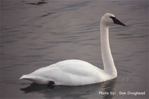 Photo (2): Trumpeter Swan