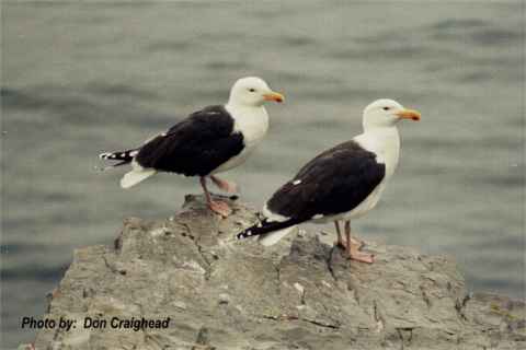 Photo (9): Great Black-backed Gull