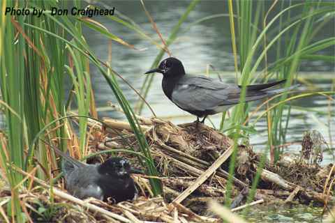 Photo (6): Black Tern