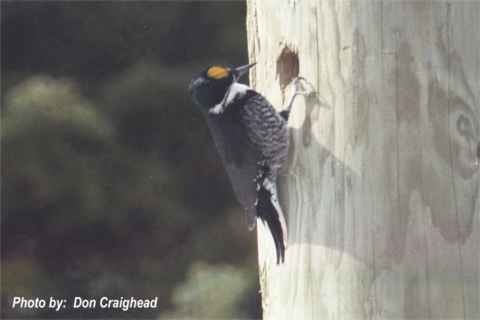 Photo (2): Black-backed Woodpecker