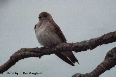 Photo (9): Northern Rough-winged Swallow