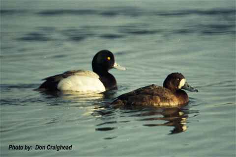 Photo (11): Greater Scaup