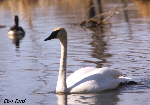 Photo (1): Trumpeter Swan