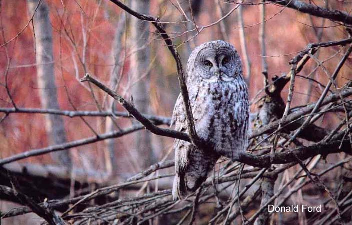 Photo (6): Great Gray Owl