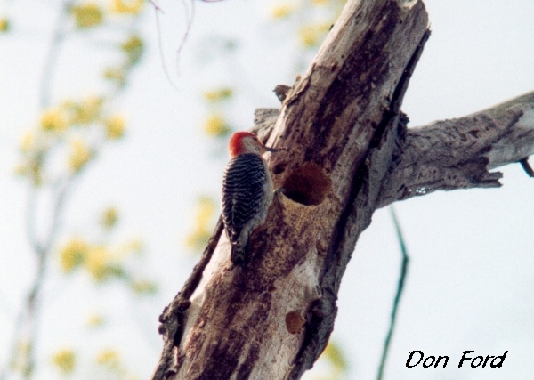 Photo (11): Red-bellied Woodpecker