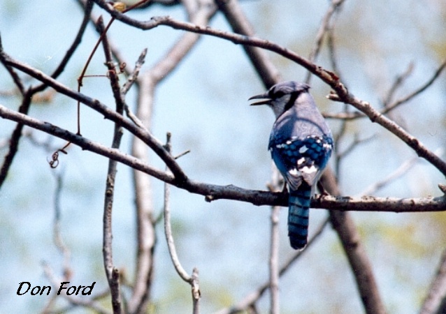 Photo (12): Blue Jay