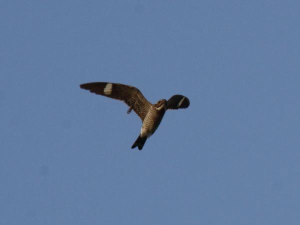 Photo (10): Common Nighthawk