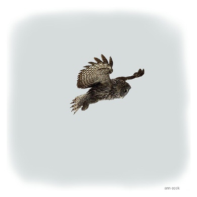 Photo (4): Great Gray Owl