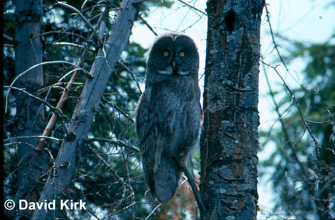 Photo (5): Great Gray Owl