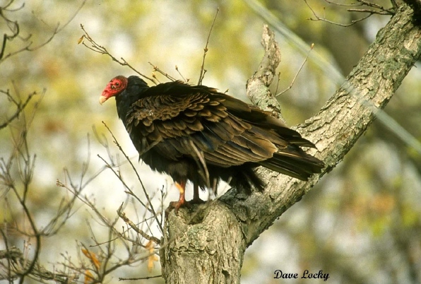 Photo (5): Turkey Vulture