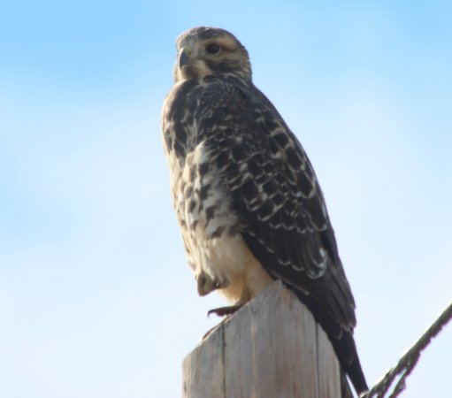 Photo (26): Swainson's Hawk