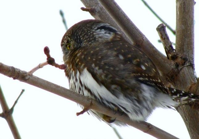 Photo (10): Northern Pygmy-Owl