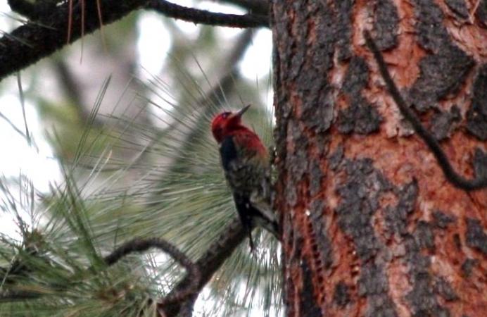 Photo (4): Red-breasted Sapsucker