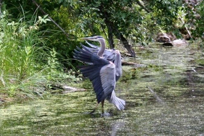 Photo (13): Great Blue Heron