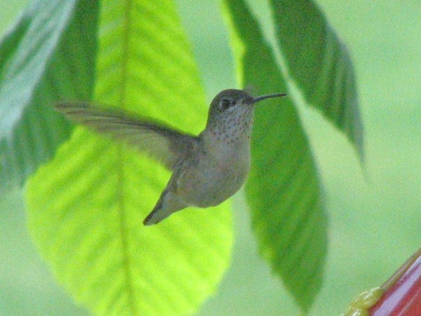 Photo (7): Calliope Hummingbird