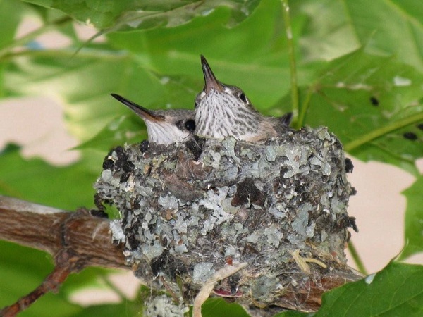 Photo (11): Calliope Hummingbird