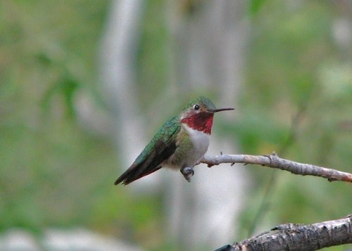 Photo (3): Calliope Hummingbird
