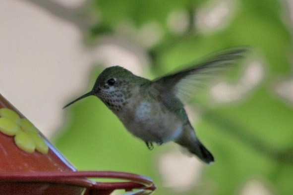 Photo (10): Calliope Hummingbird