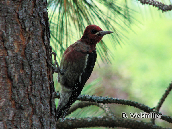 Photo (3): Red-breasted Sapsucker