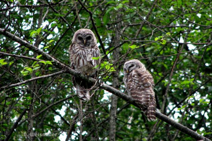 Photo (9): Barred Owl